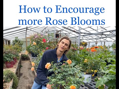 Quick Tip on Getting More Rose Blooms