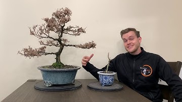 Is your bonsai dead? - The Bonsai Supply