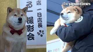 Maru the Shiba dog runs a department store in Tokyo, Japan