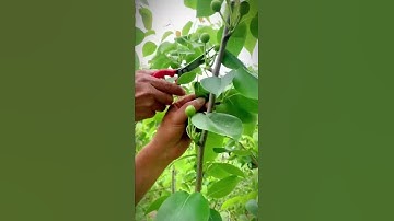 cut the green fruit with sharp scissors #shorts