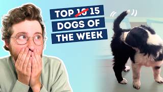 Tiny Puppy Discovers She Has A Tail