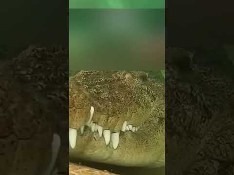 Эволюция крокодила /новый метод охоты