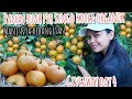 PANEN BUAH PIR SINGO KOREA ORGANIK PERDANA DI KEBUN MERTUA || GIVEAWAY DAY 4