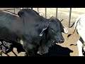 Black Red & Grey Brahman bulls from Kroon Vee SA