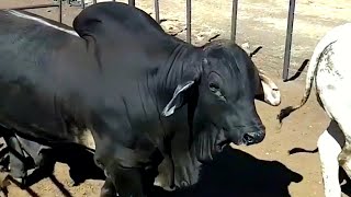 Black Red & Grey Brahman bulls from Kroon Vee SA