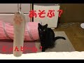 レーザービームの猫おもちゃ　遊ぶかな？　cat beam toys