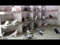 29.10.18. Голуби в гостях у Эрнэста. Pigeons visiting Ernest.