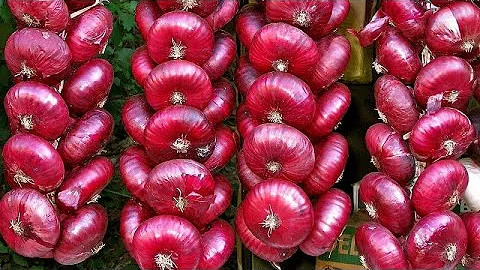 Ялтинский лук может расти только в нескольких местах