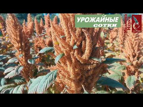 КАЖДОМУ надо завести себе ЭТО священное растение инков. Ведь оно сидерат, лекарь и кормилец!
