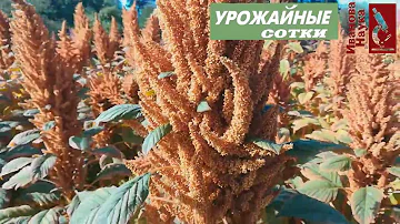 КАЖДОМУ надо завести себе ЭТО священное растение инков. Ведь оно сидерат, лекарь и кормилец!