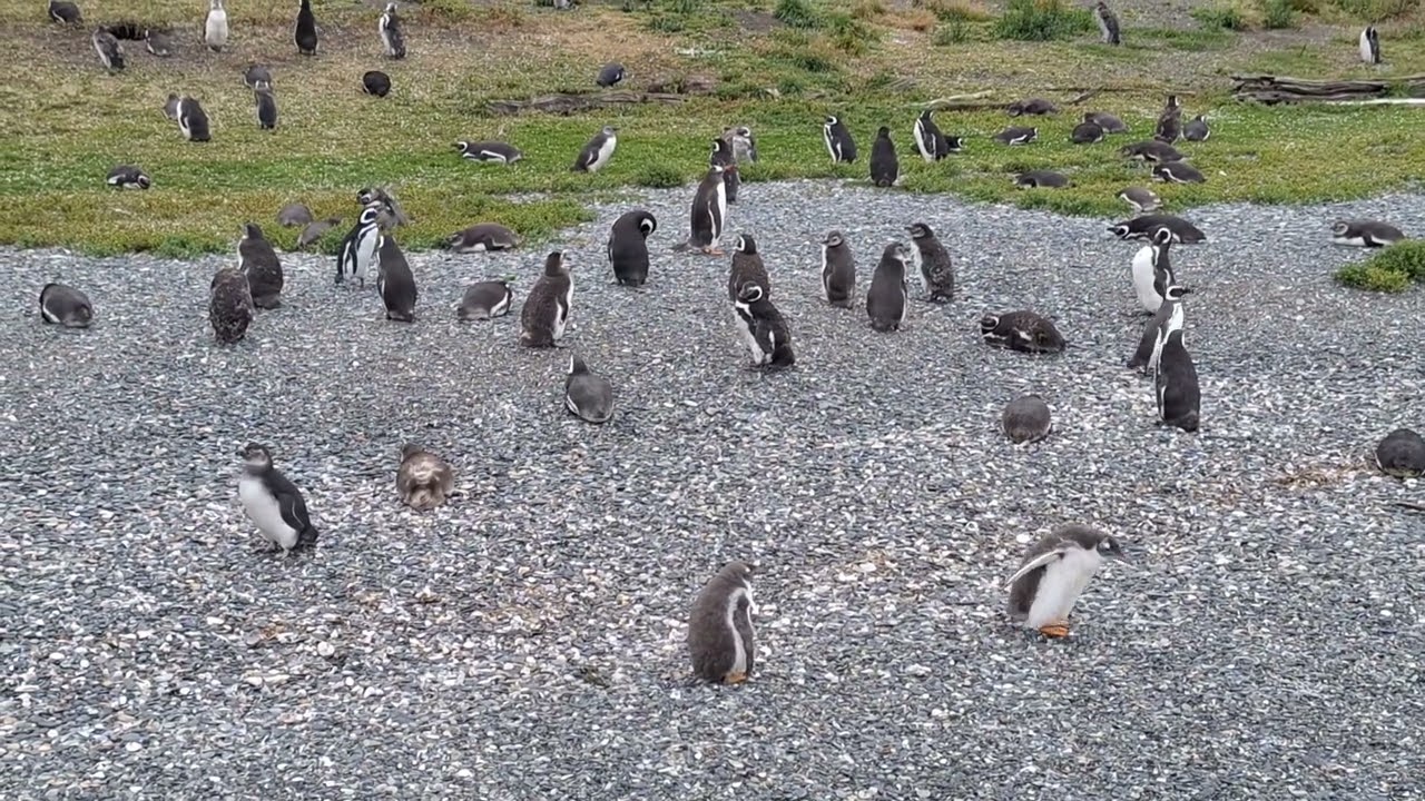 HJH Pategonie 06 walvissen 2026