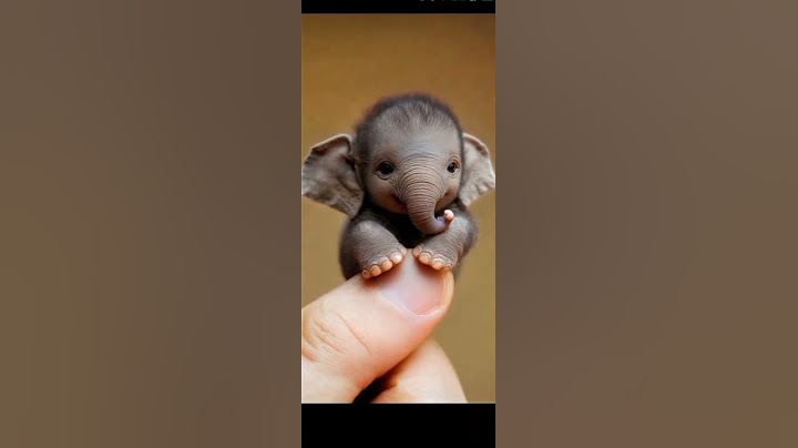 #real  elephant baby 🐘🐘 oh my goodness!😲😲 Check this out! 🧐The tiniest elephant you can imagine🐘