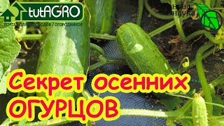видео: ПОКА МОРОЗ НЕ РАЗЛУЧИТ НАС! Секрет осенних огурцов. огурцы РЕАЛЬНО до заморозков. Подкормка огурцов. картинка: ПОКА МОРОЗ НЕ РАЗЛУЧИТ НАС! Секрет осенних огурцов. огурцы РЕАЛЬНО до заморозков. Подкормка огурцов.