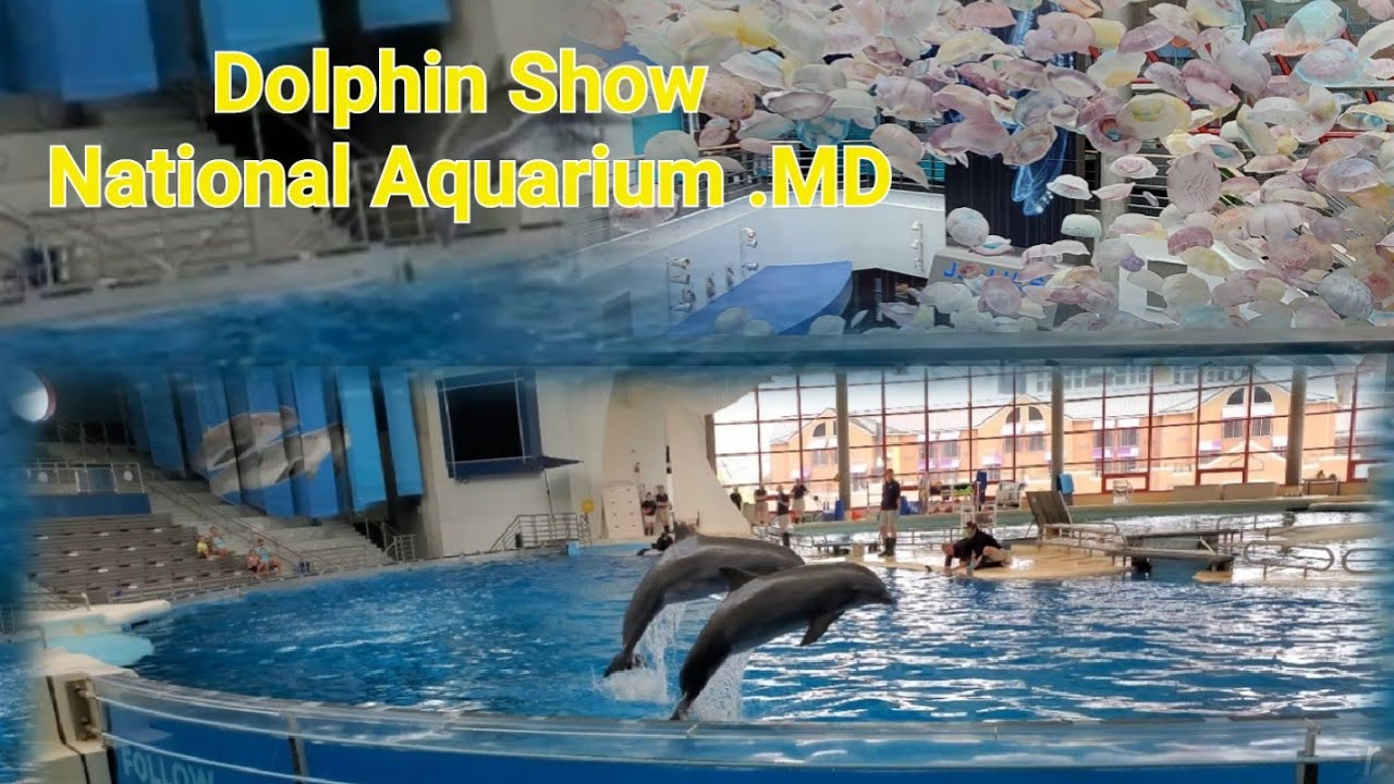 Dolphin Show National Aquarium Baltimore 2021 BREIF HISTORY about