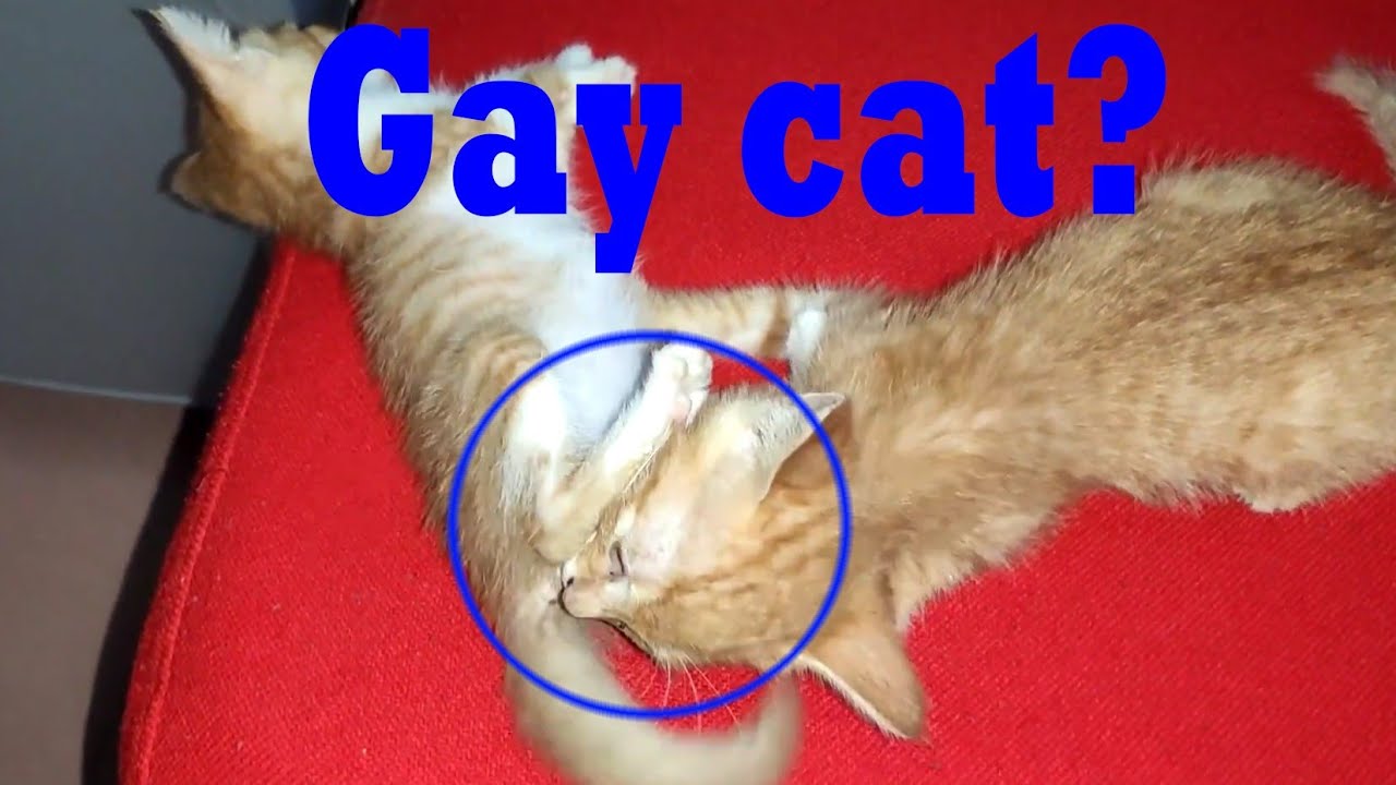 Gay Catsomg Kitten Lick Siblings Ass Gary Was Scared Youtube