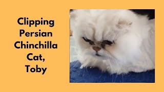 Clipping A Persian Chinchilla Cat