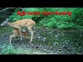 Fawn Nursing (Aggressive)