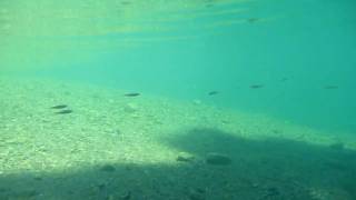 宮崎県 綾南川 20090905 (3)