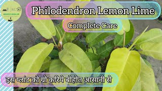Philodendron Lemon Lime Care | अब फिलॉडेंड्रॉन को ग्रो करिये बोहोत आसानी से