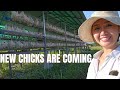 Farm Update: New Chicks are Coming Soon