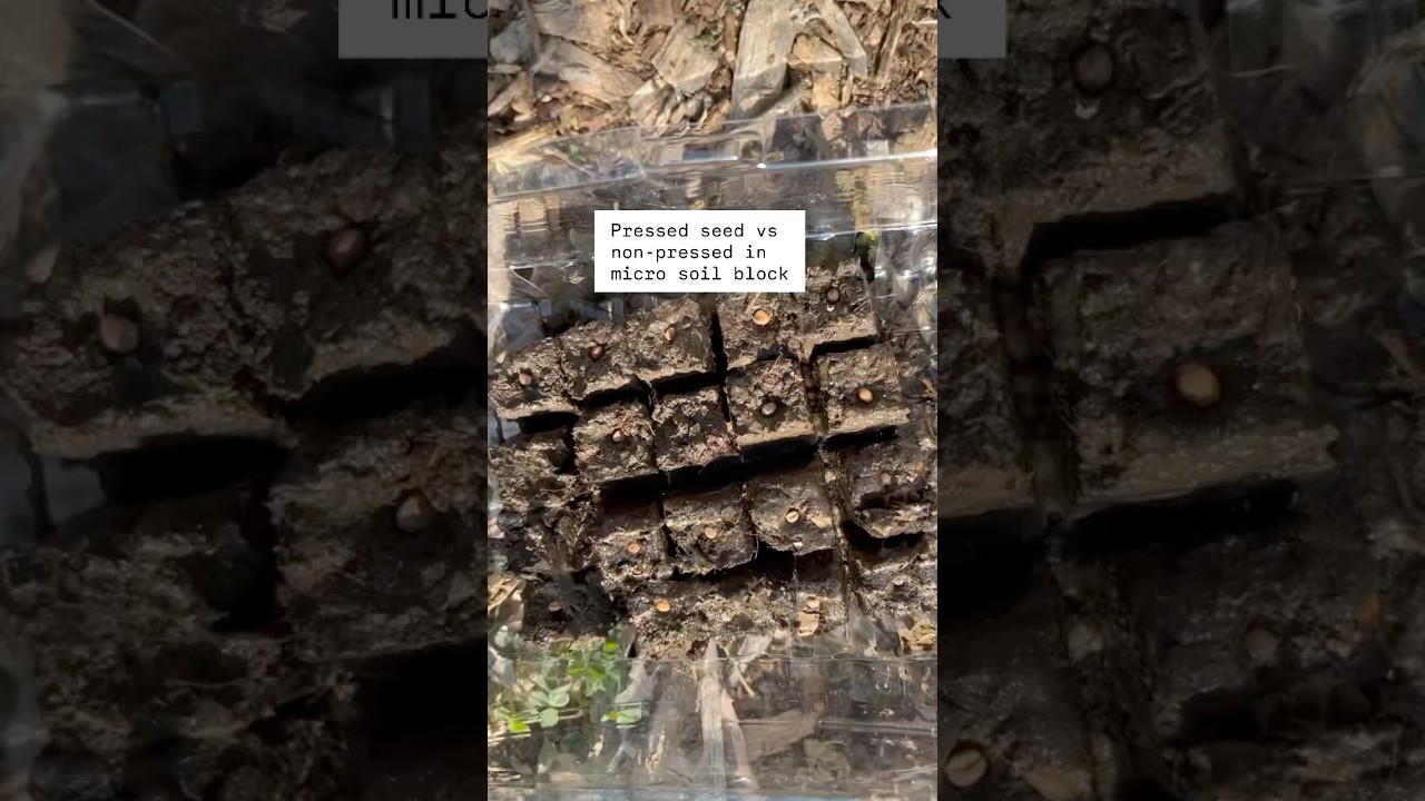 Pressed seed va non pressed germination rates with micro soil blocking