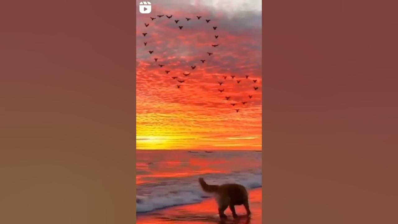 sunset status #sunset#explore