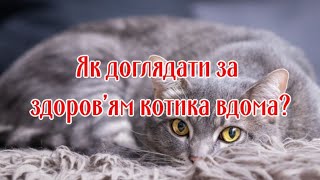 Как Ухаживать За Здоровьем Котика Дома?