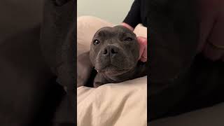 The Life Of Staffy Fyp