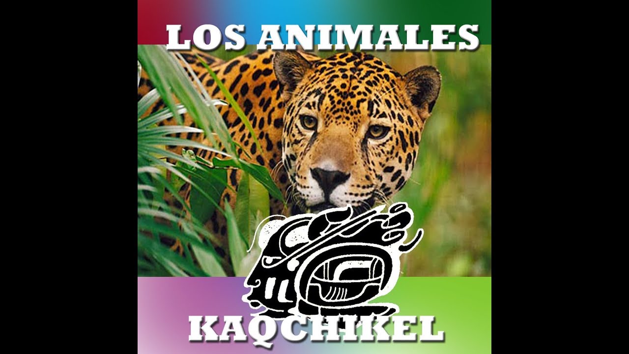 Nombre De Animales 100 Animales En Kaqchikel