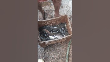 Fishing Life #fishing #kerala #fishingtips #traditionalfishing