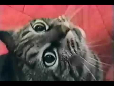 jaws-cat