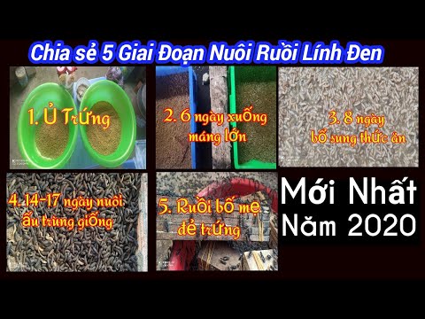 Video Nuôi Ruồi Lính Đen chia sẻ 5 giai đoạn thành công. Có... - youtube