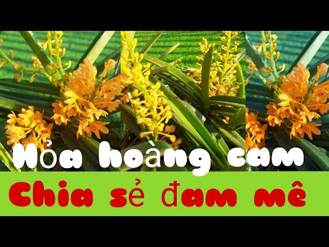 Hỏa hoàng cam | Foci