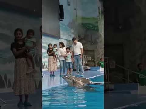 Dubai Dolphinarium – #dubai