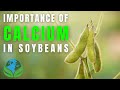 How to increase your soybean yield  the importance of calcium in soybean production