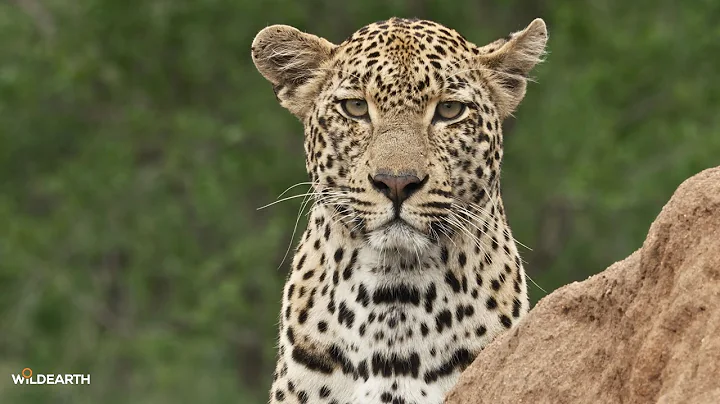 The royal leopard Prince Mzemba - SafariLIVE Sunset - 28 November 2025