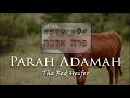 Parah Adamah: The Red Heifer - Part 1