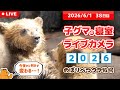 6月1日 子グマの寝室ライブカメラ のぼりべつクマ牧場