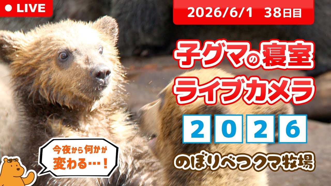 6月1日 子グマの寝室ライブカメラ のぼりべつクマ牧場 - YouTube