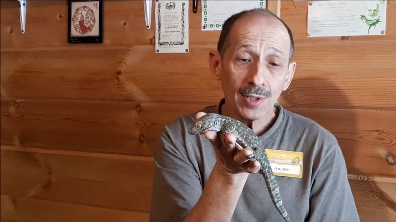 Чудеса приручения : Геккон токи кусает и не кусает. Fantastic! Trained tokey gecko