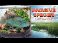 These INVASIVE FISH Are ILLEGAL to Release Alive!! (CATCH AND COOK)