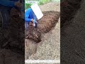 斧で砕く土：根を伸ばすための古代の知恵