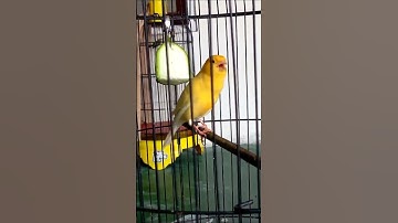 Kenari lagu sejalur cocok buat masteran murai batu,sogon ,pleci