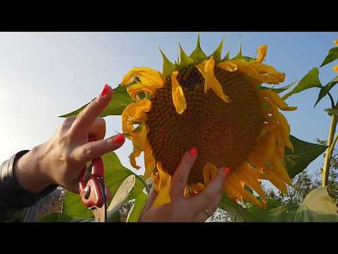 Влог/подсолнухи/Мыши пошли в дом/Семья в деревне/Городская деревня/Сентябрь 2018
