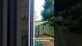 storm unice 18.02.2022 tree falling down