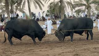 الشبابي والجبل   عدسة القيصر سمعها