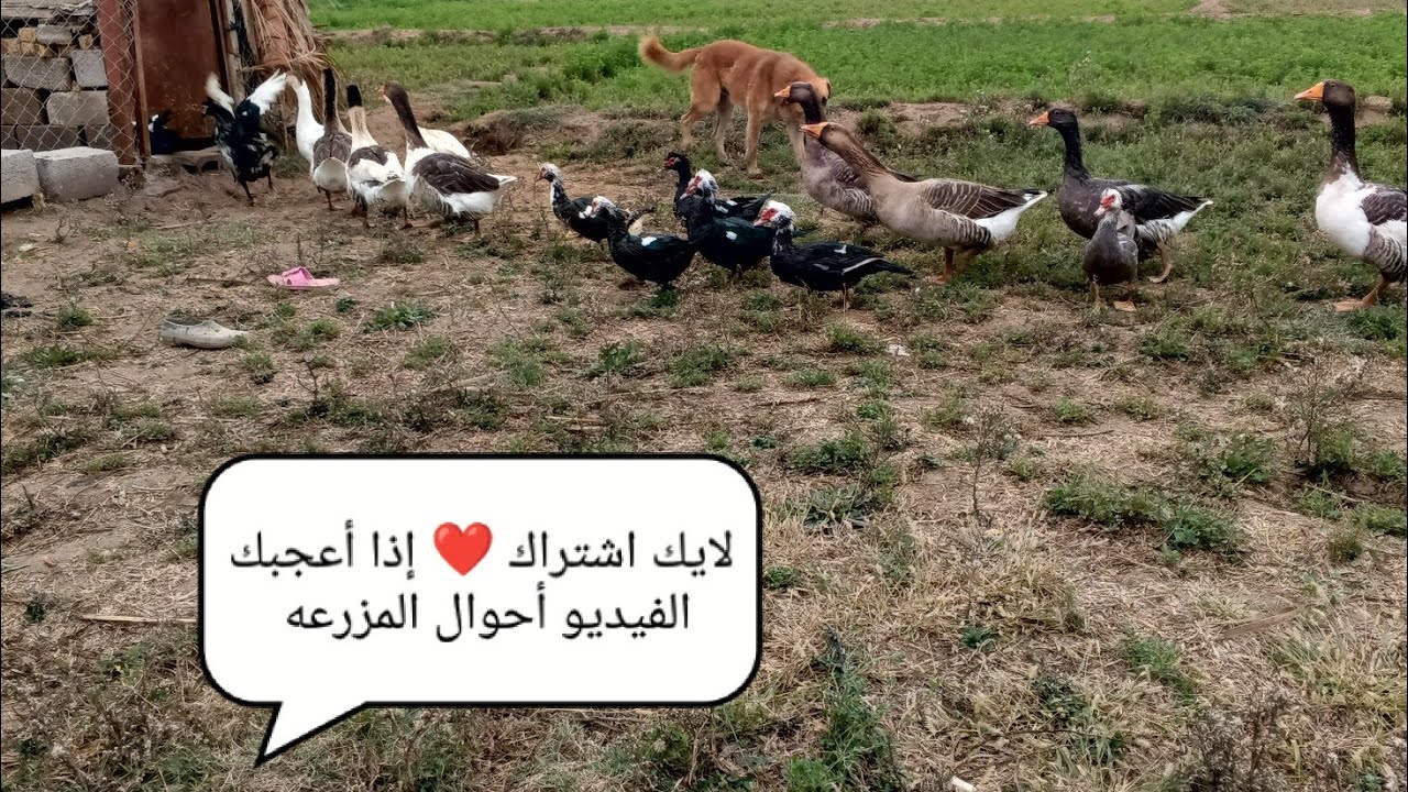 إذا عجبك المقطع لا تنسانه من الايك والاشتراك 