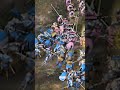 Pink v Blue #ageofempires4