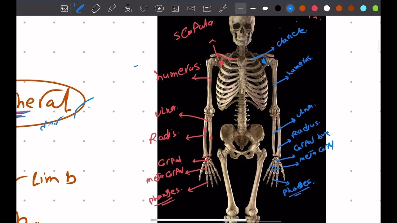 Anatomy of bones part 1