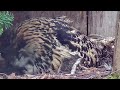 Kassikakk::Eagle Owl~🥰 Hanna is feeding her Owlets 🐥🐥~1:08 pm 2024/04/16